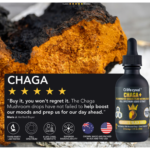 Life Cykel Chaga supplement — liquid extract, full spectrum