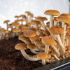 North Spore Max Yield Bins Boomr Bag Monotub Kit