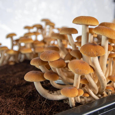 North Spore Max Yield Bins Boomr Bag Monotub Kit
