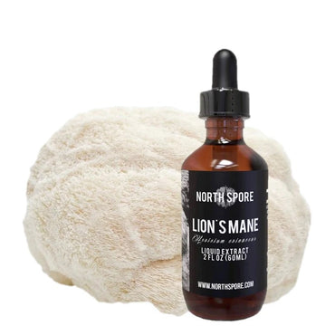 Discover the benefits of North Spore Lion's Mane Mushroom Tincture, a potent and natural supplement for optimal health and wellness.