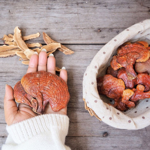 Authentic harvest of organic dried Reishi mushrooms showing whole fruiting body and slice extracts for natural functional wellness.