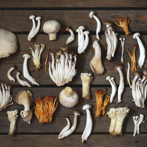Collection of eight essential organic functional mushrooms including Lions Mane Reishi Turkey Tail and Cordyceps Alpha Fungi