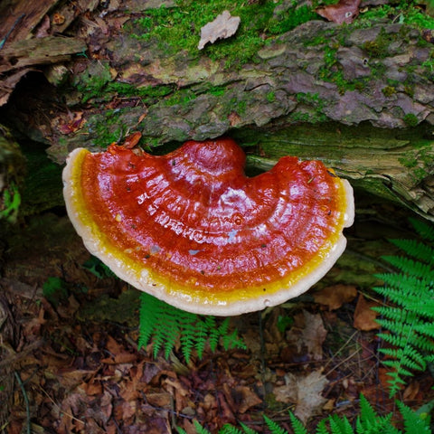 Organic Reishi mushroom fruiting body growing on hardwood logs for premium extraction