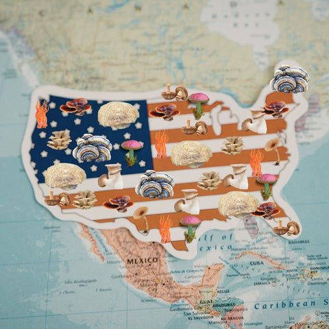 United States map and flag with functional mushrooms for Alpha Fungi legal guide