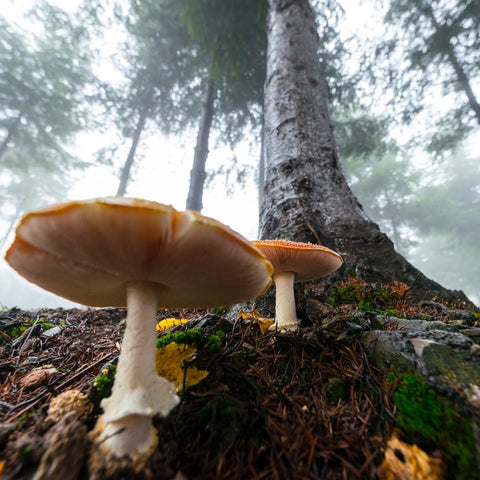 Wild functional forest mushrooms growing in damp moss and rich fertile soil Alpha Fungi