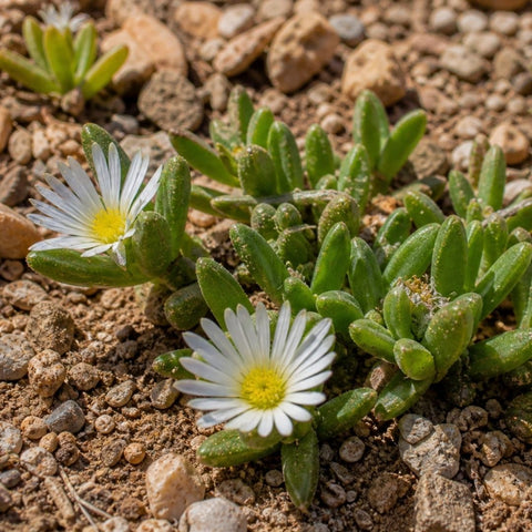 Close up of Sceletium tortuosum Kanna succulent plant with fleshy leaves and white flowers native to South Africa