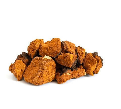 Wild harvested Chaga Inonotus obliquus rich in antioxidants for cellular defense Alpha Fungi
