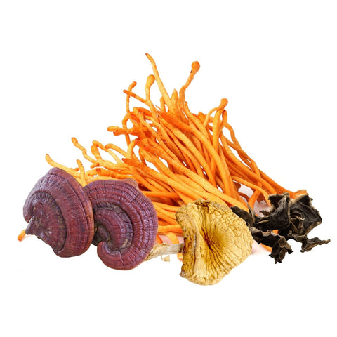 Collection of premium dry mushrooms including medicinal and gourmet varieties