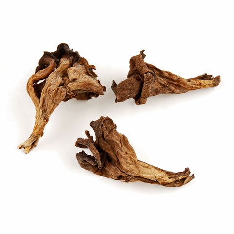 King Trumpet mushroom supplements in capsule form – AlphaFungi
