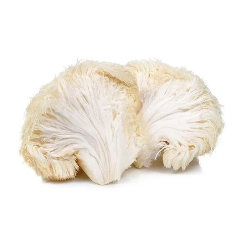 Lion's Mane mushroom extract in a glass bottle – AlphaFungi