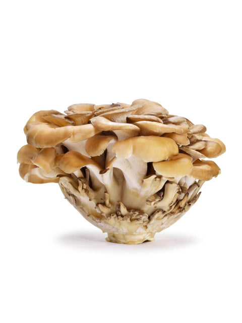 Maitake mushroom supplements in various forms – AlphaFungi