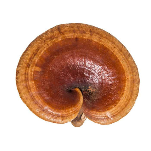 Red Reishi Ganoderma lucidum adaptogen mushroom for sleep recovery and stress relief Alpha Fungi