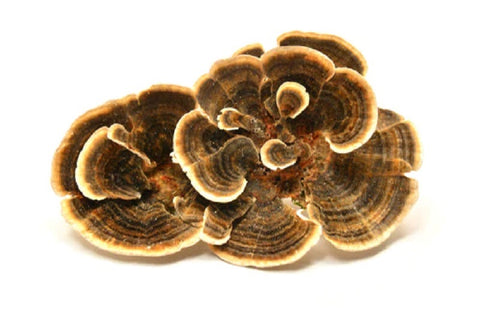 Turkey Tail Trametes versicolor functional mushroom for immune support Alpha Fungi