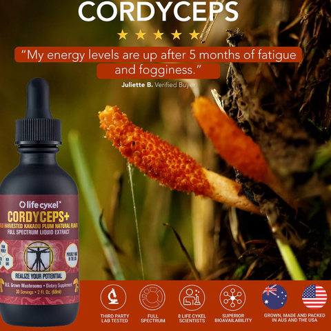 Fresh Cordyceps militaris functional mushrooms cultivating in controlled environment