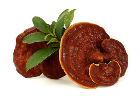 Dried Red Reishi Mushroom Whole Pieces 16oz pouch packaging by Alpha Fungi