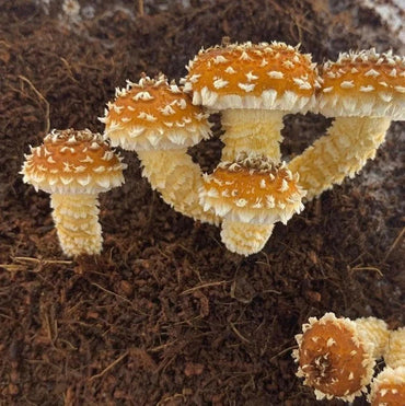 North Spore Max Yield Bins Wood Lovr Monotub Kit