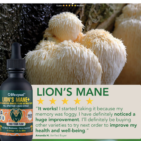 Fresh organic Lion's Mane mushroom cluster for cognitive wellness