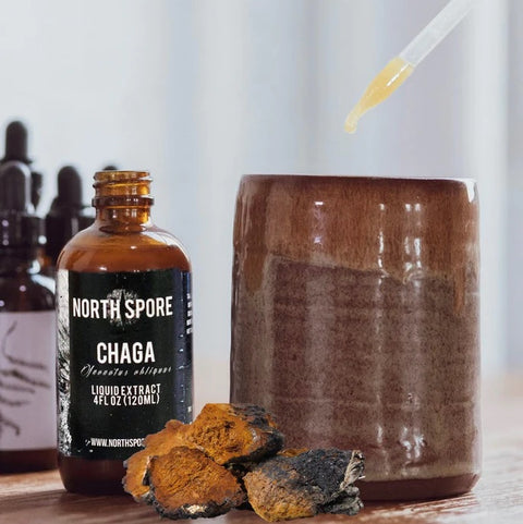Dispensing North Spore organic Chaga mushroom extract drops from amber dropper