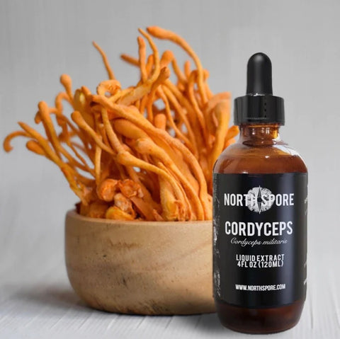 North Spore Cordyceps mushroom tincture bottle next to dried Cordyceps militaris