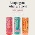 PolkaDot Revive functional mushroom seltzer featured in the complete adaptogenic recovery and wellness drink lineup Alpha Fungi