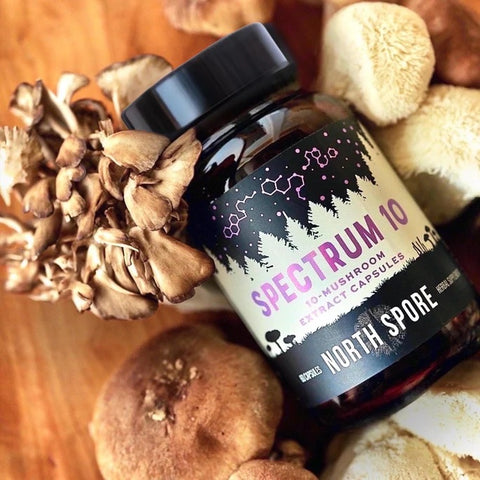 North Spore Organic Clarity mushroom capsules bottle with dried Lion's Mane